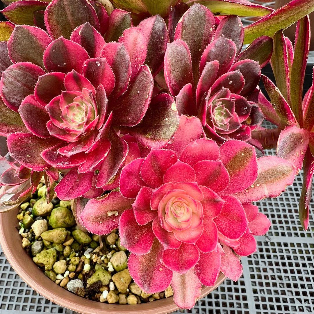 超レア新品種 アエオニウム 黒魔錦(群生) 法師錦 (大株) - メルカリ