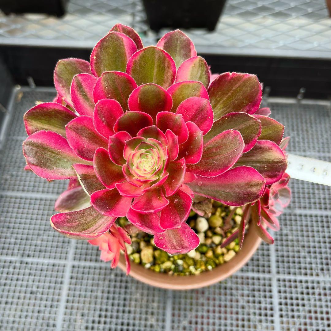 超レア新品種 アエオニウム 黒魔錦(群生) 法師錦 (大株) - メルカリ