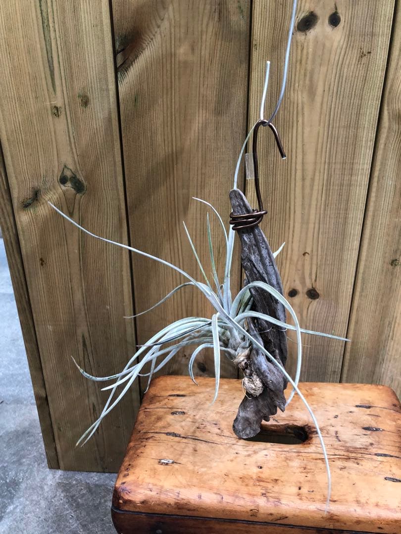 ティランジア・ファシクラータ・ホンジュレンシス