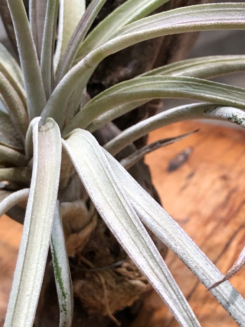 ティランジア・ファシクラータ・ホンジュレンシス