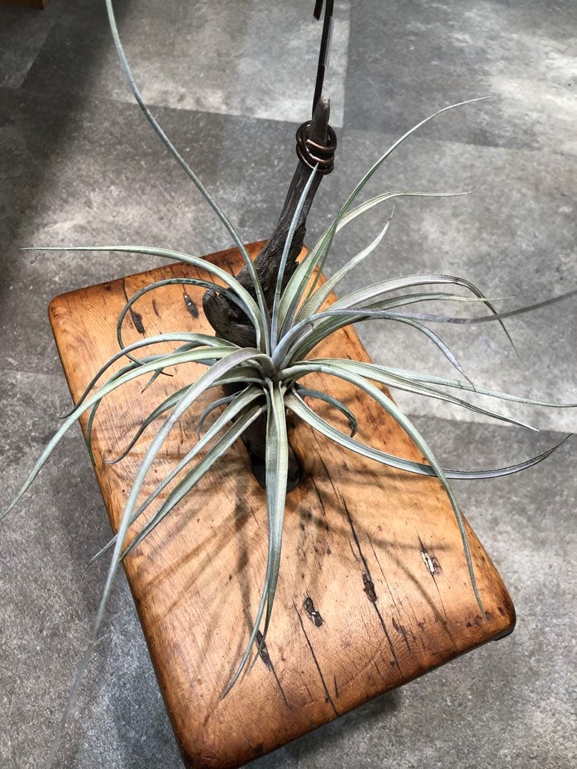 ティランジア・ファシクラータ・ホンジュレンシス