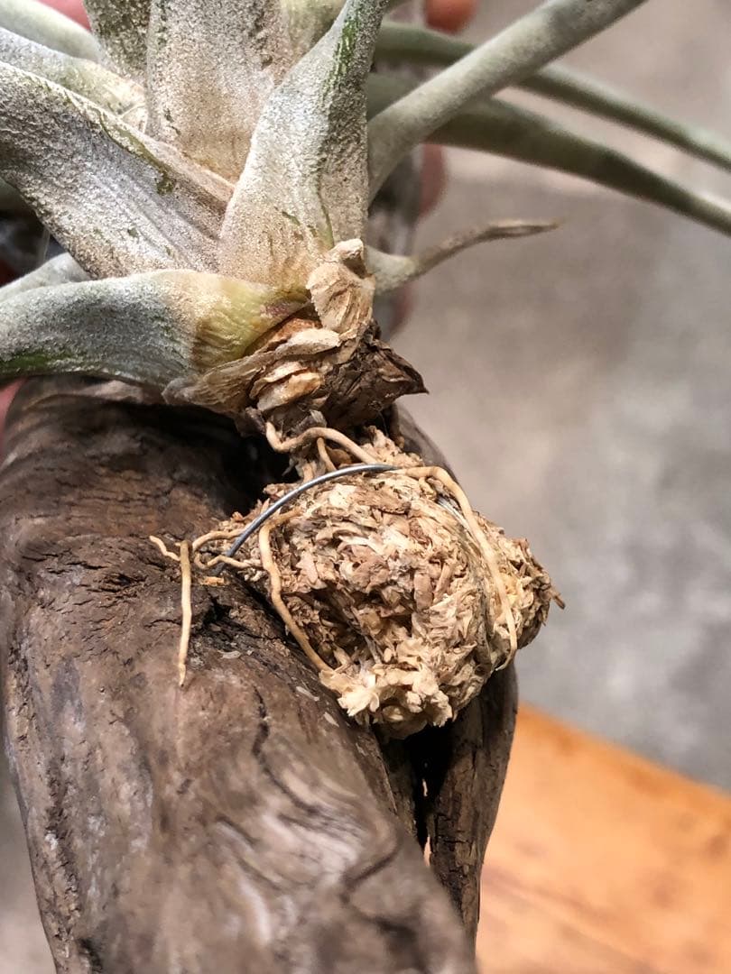 ティランジア・ファシクラータ・ホンジュレンシス