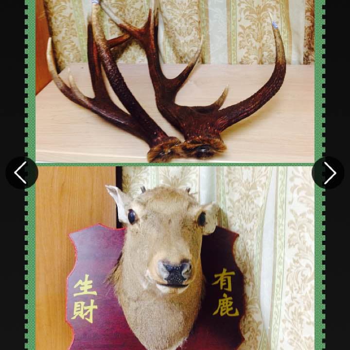 鹿の頭  （商売繁盛、幸せを呼び込む縁起商品）