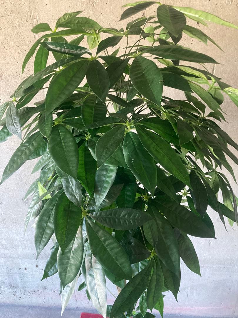 光触媒　人工観葉植物　ウォールグリーン　フェイクグリーン　パキラ15767