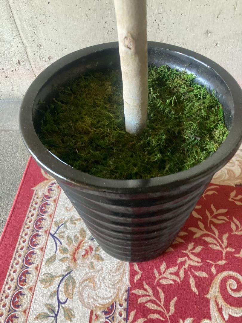 光触媒　人工観葉植物　ウォールグリーン　フェイクグリーン　パキラ15767