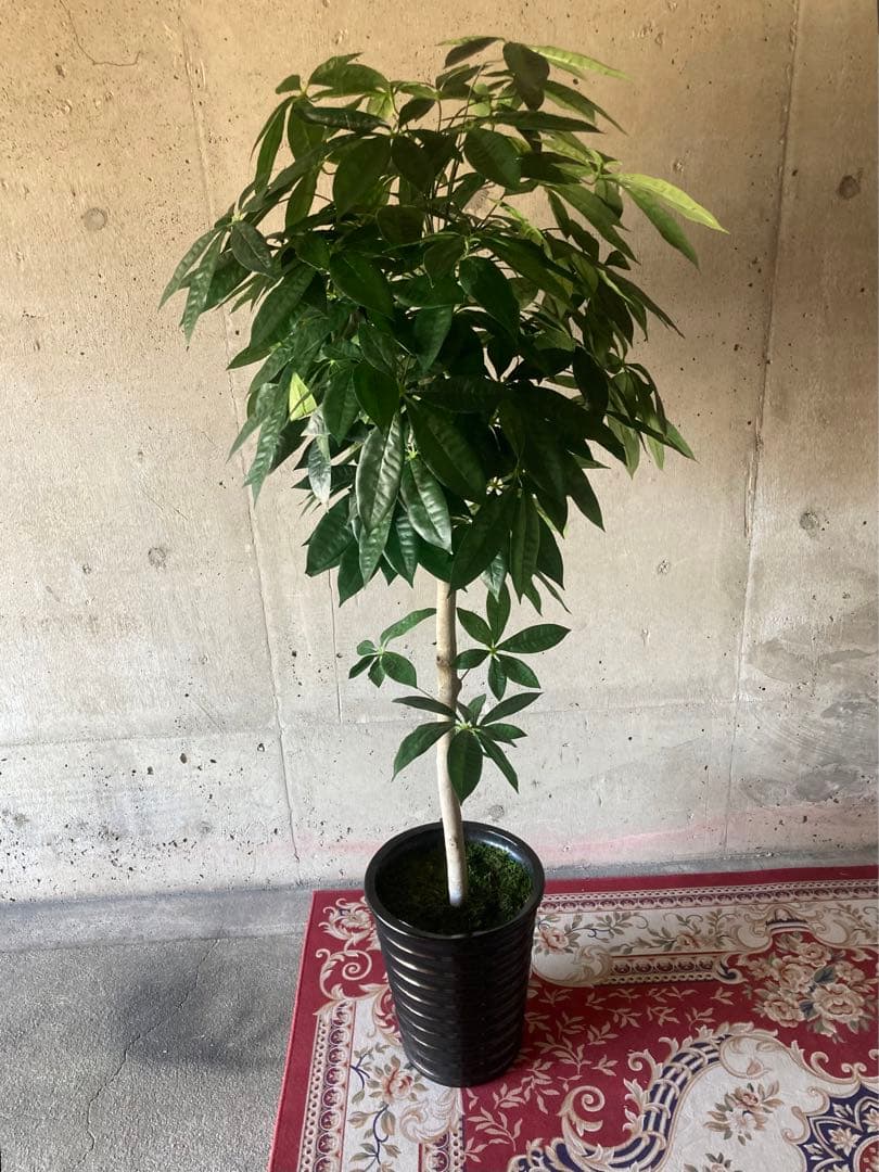 光触媒　人工観葉植物　ウォールグリーン　フェイクグリーン　パキラ15767