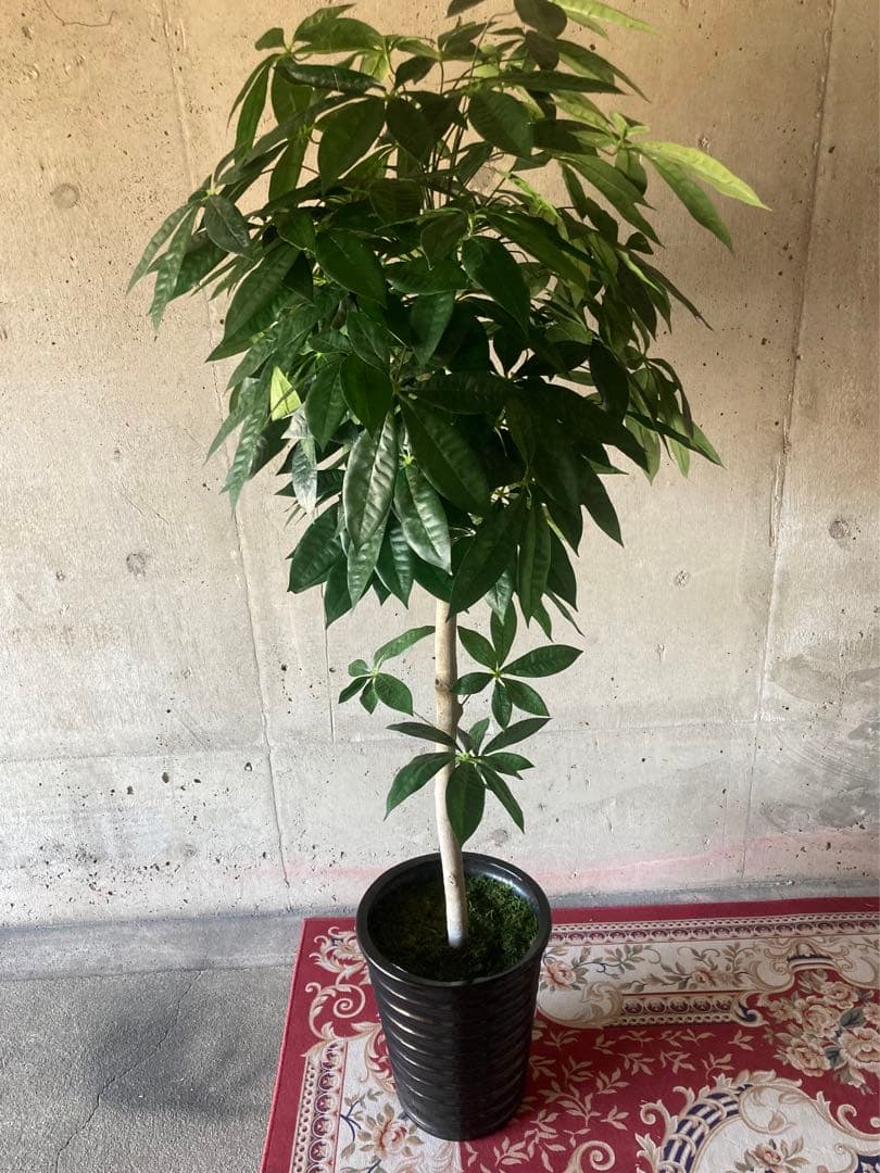 光触媒　人工観葉植物　ウォールグリーン　フェイクグリーン　パキラ15767