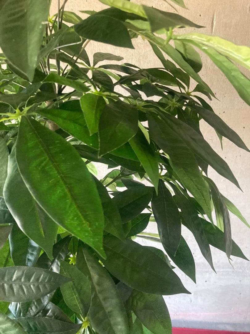 光触媒　人工観葉植物　ウォールグリーン　フェイクグリーン　パキラ15767