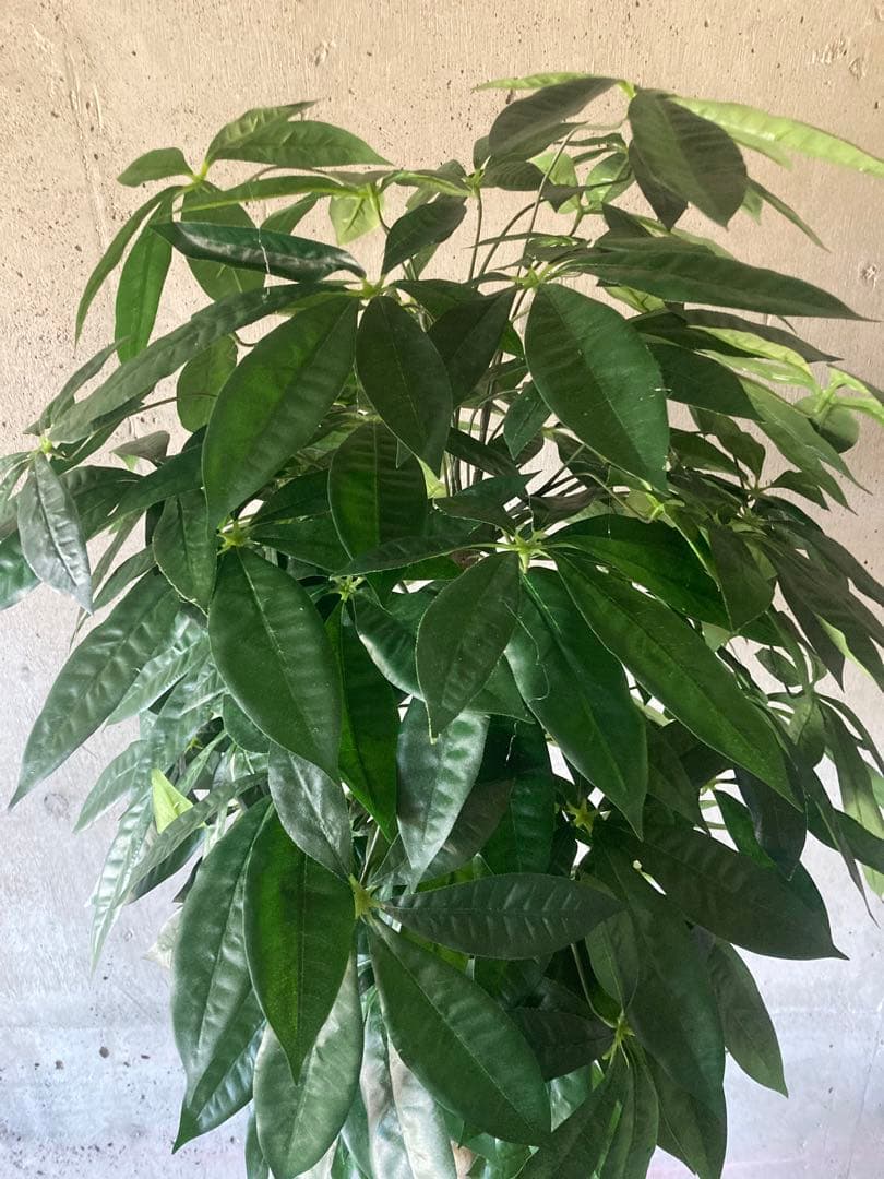 光触媒　人工観葉植物　ウォールグリーン　フェイクグリーン　パキラ15767