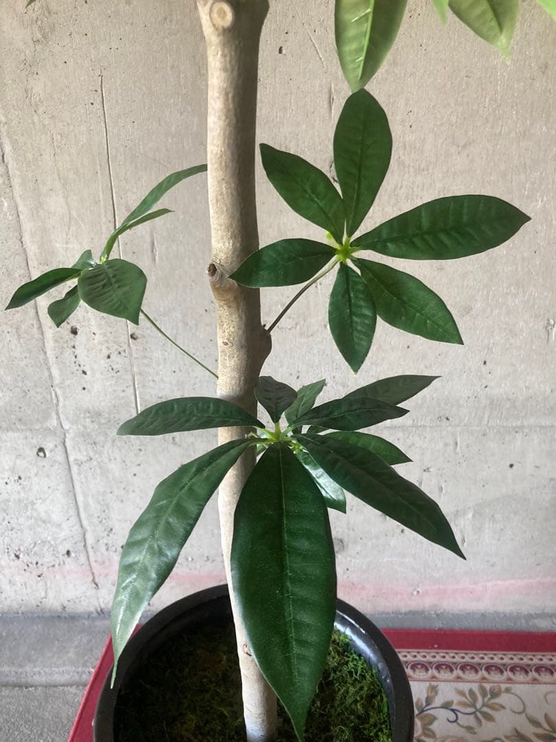 光触媒　人工観葉植物　ウォールグリーン　フェイクグリーン　パキラ15767