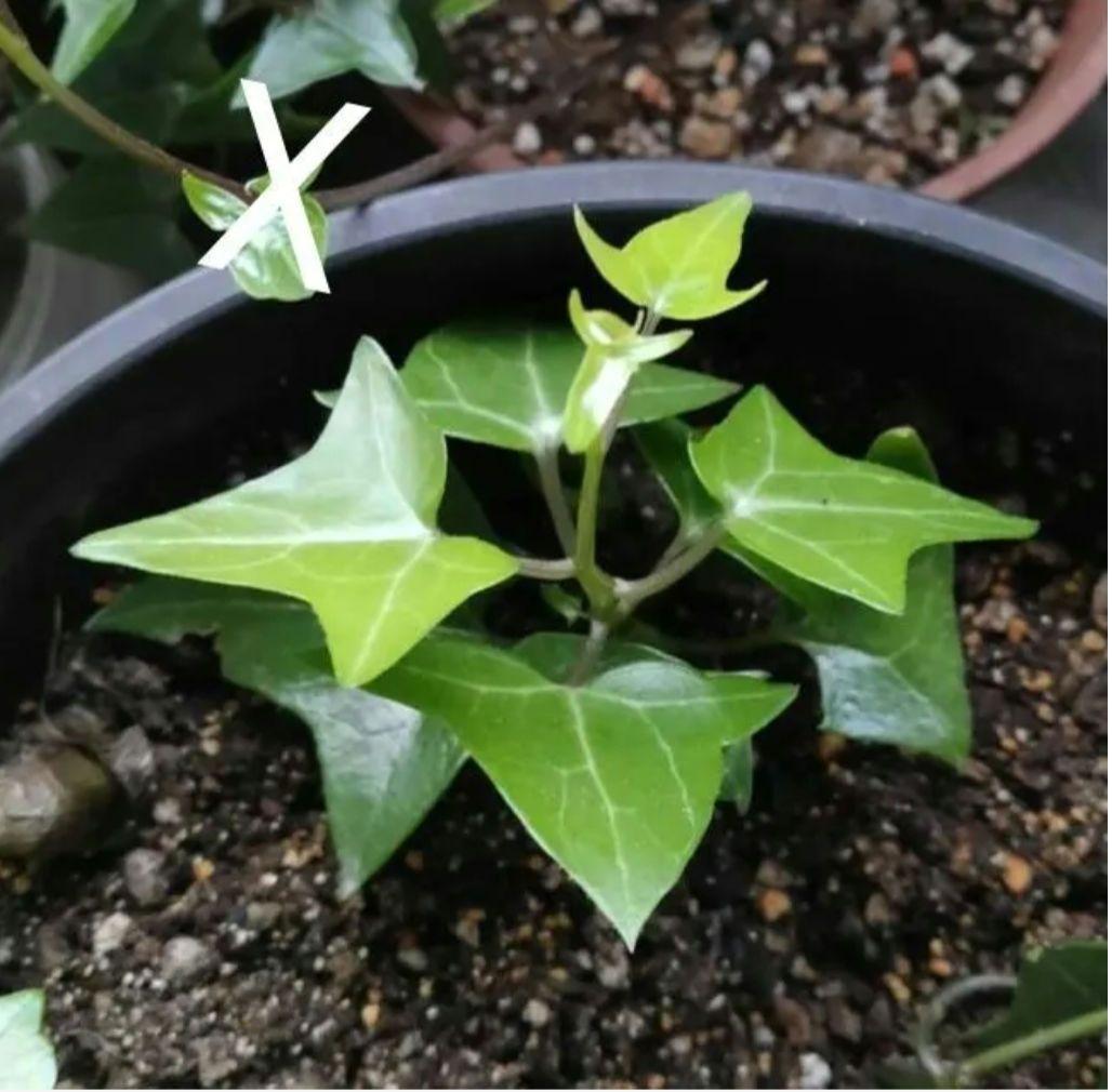 マーガレットアイビー 小苗 抜き苗 多肉植物 宿根草