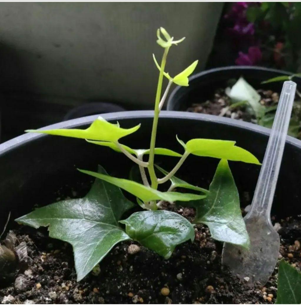 マーガレットアイビー 小苗 抜き苗 多肉植物 宿根草