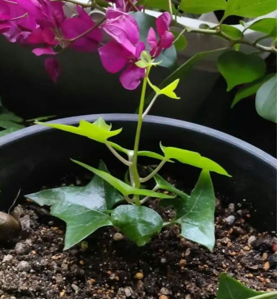 マーガレットアイビー 小苗 抜き苗 多肉植物 宿根草