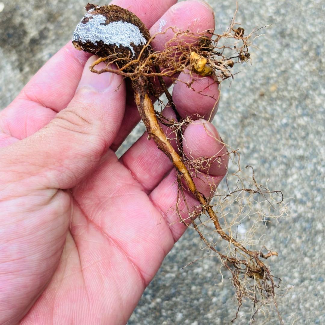 |꒳`*ᔨ﻿ぁずぃる