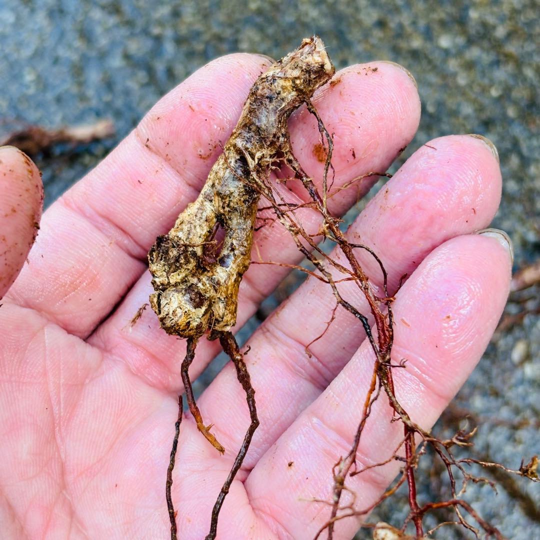 |꒳`*ᔨ﻿ぁずぃる