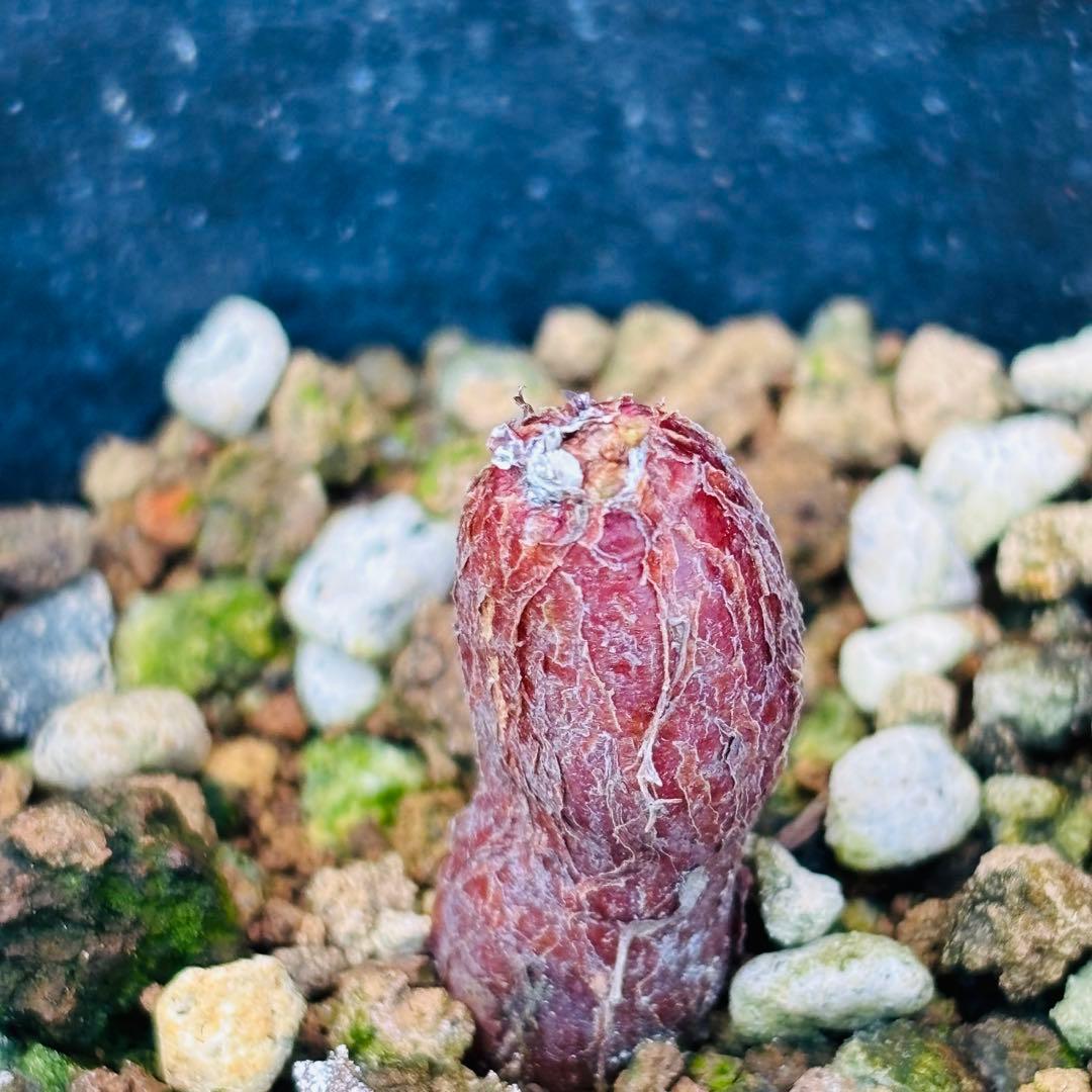 |꒳`*ᔨ﻿ぁずぃる