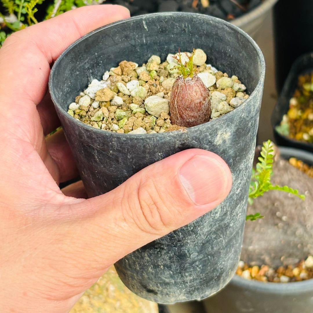 |꒳`*ᔨ﻿ぁずぃる