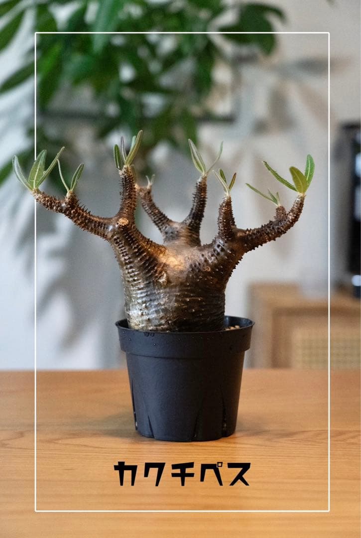 パキポディウム カクチペス / (検)グラキリス valiem - メルカリ