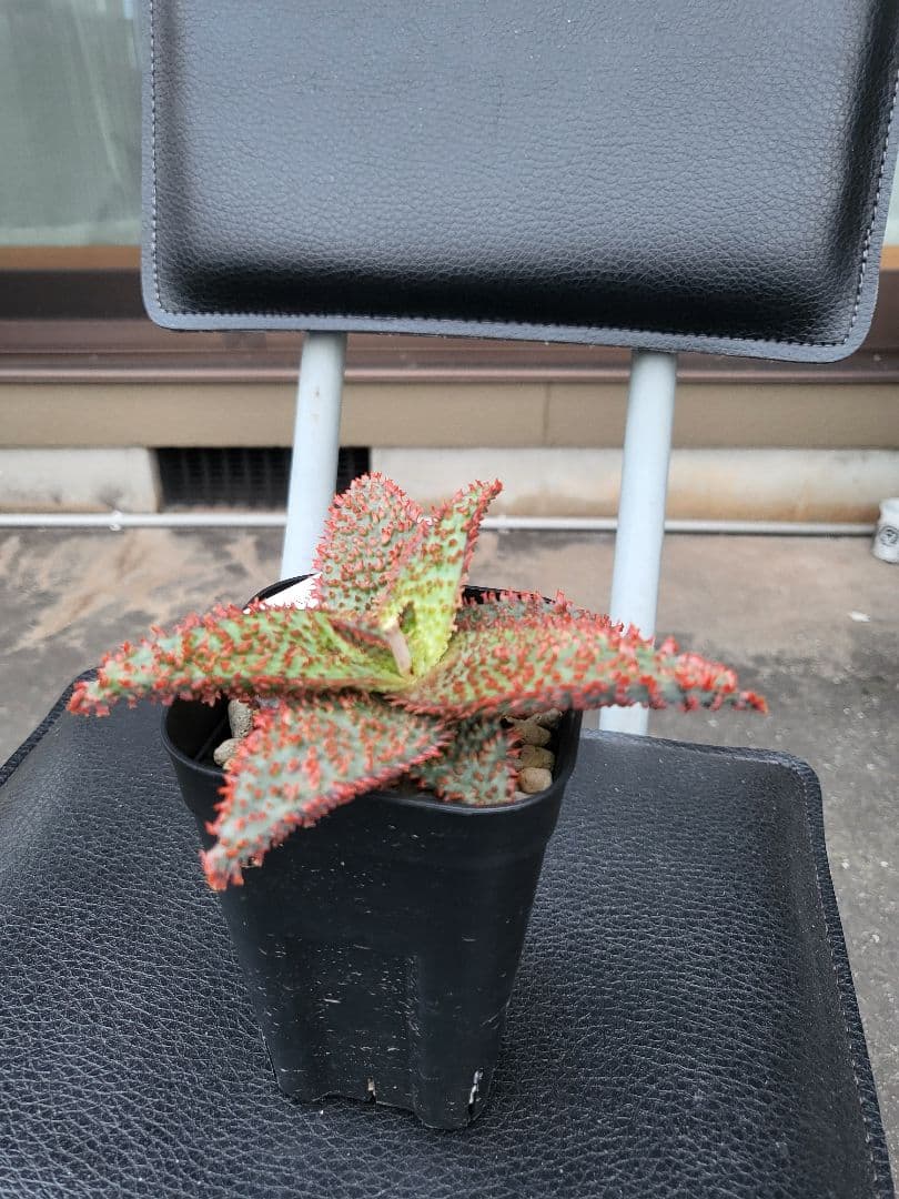 TCT アロエハイブリッド - メルカリ