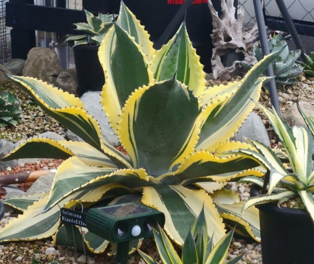 アガベ サルミアナ リップルエフェクト 今期ラスト - メルカリ