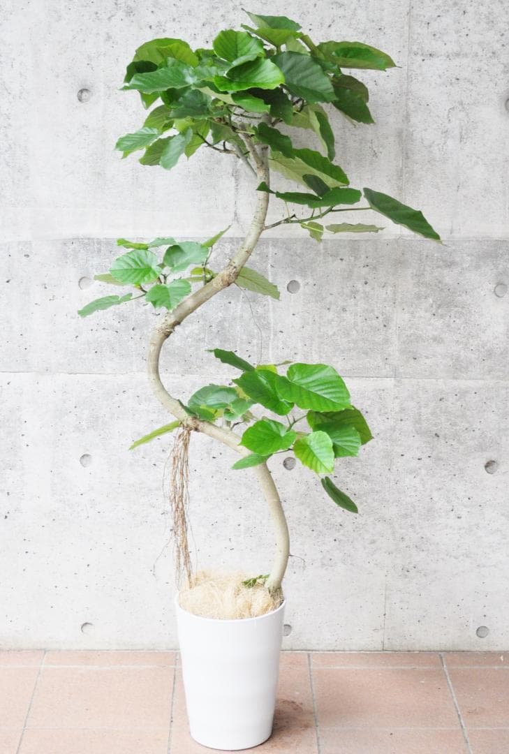 フィカス ウンベラータ 8号146cm S-shaped tree form気根 - メルカリ