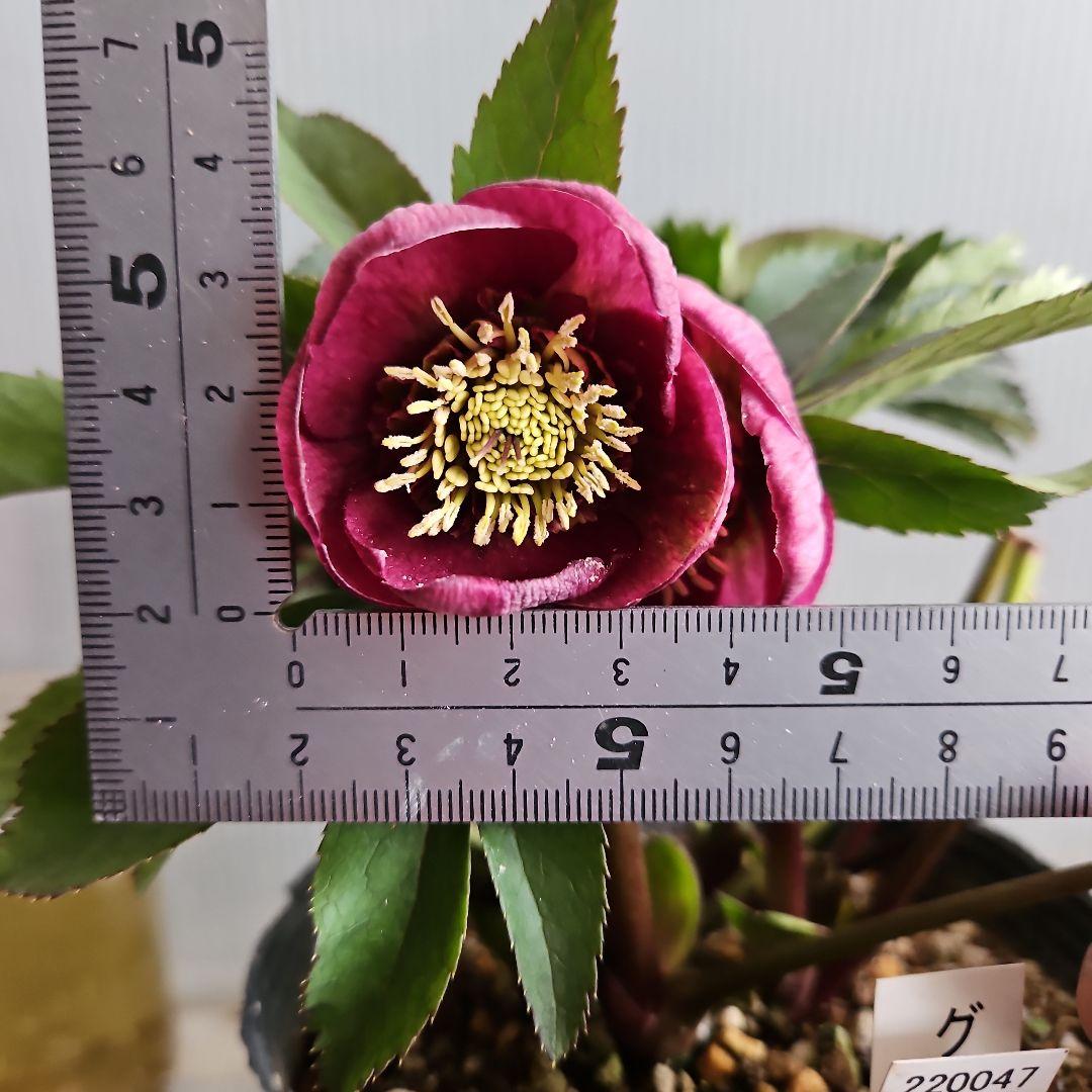 ㉖-444クリスマスローズ