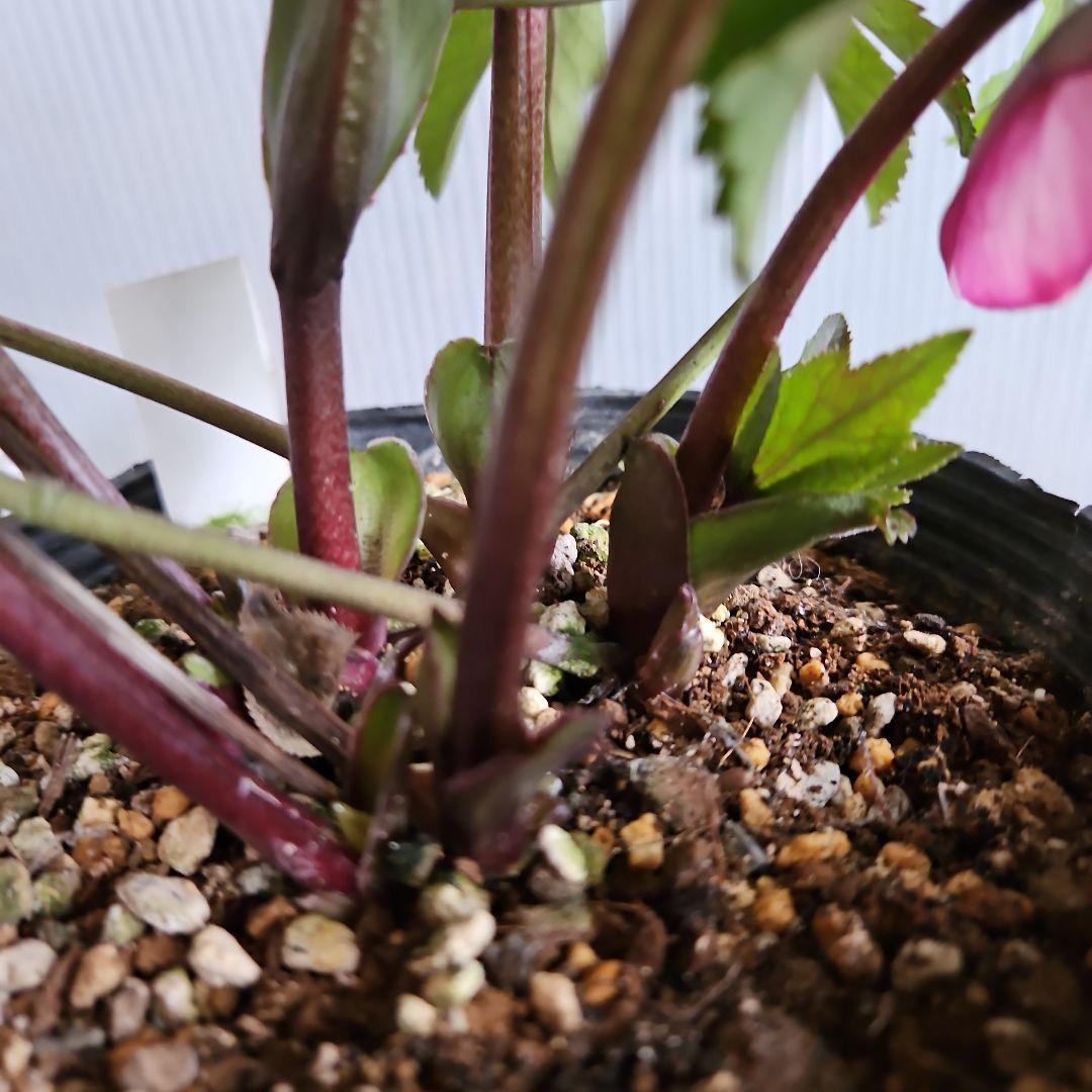 ㉖-444クリスマスローズ