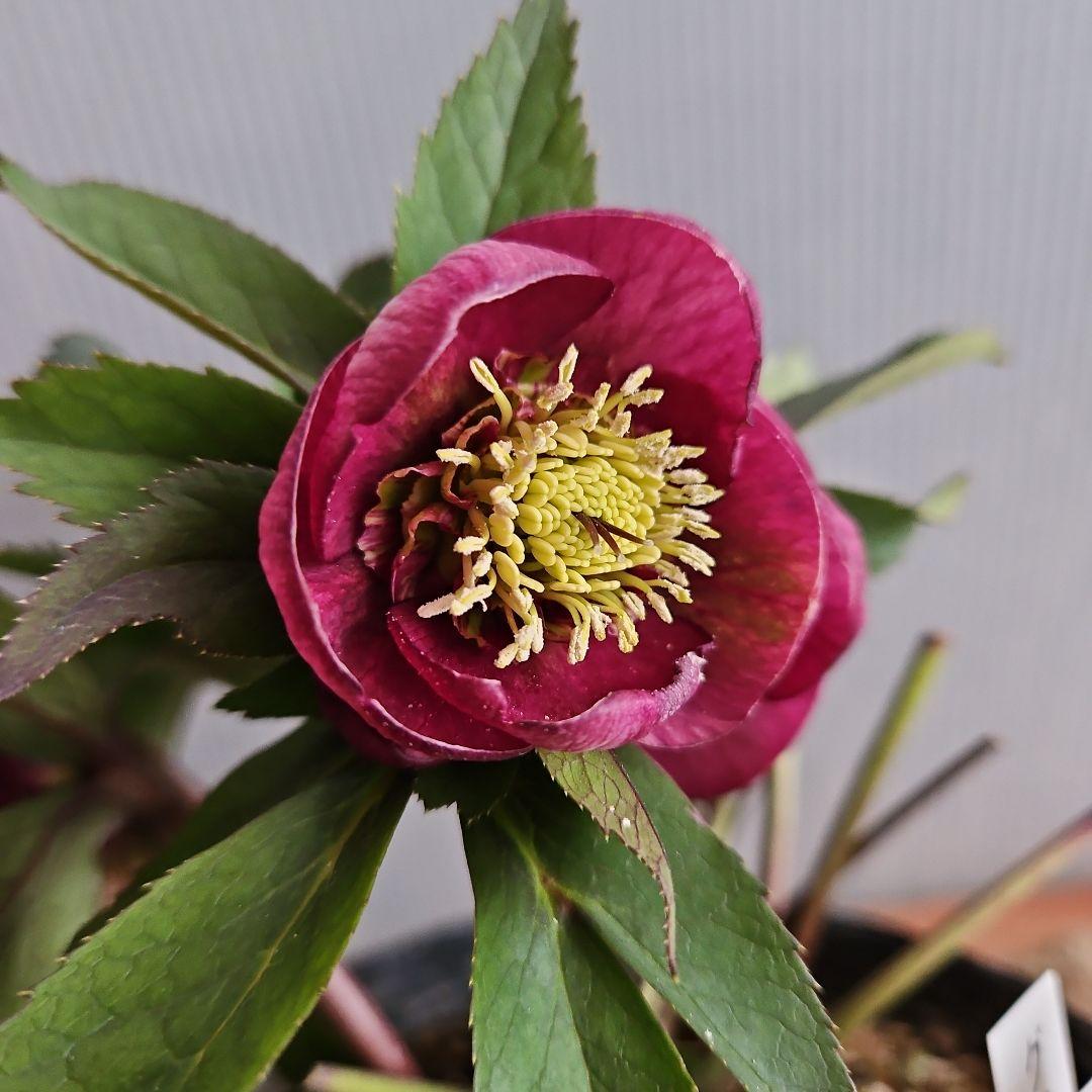 ㉖-444クリスマスローズ