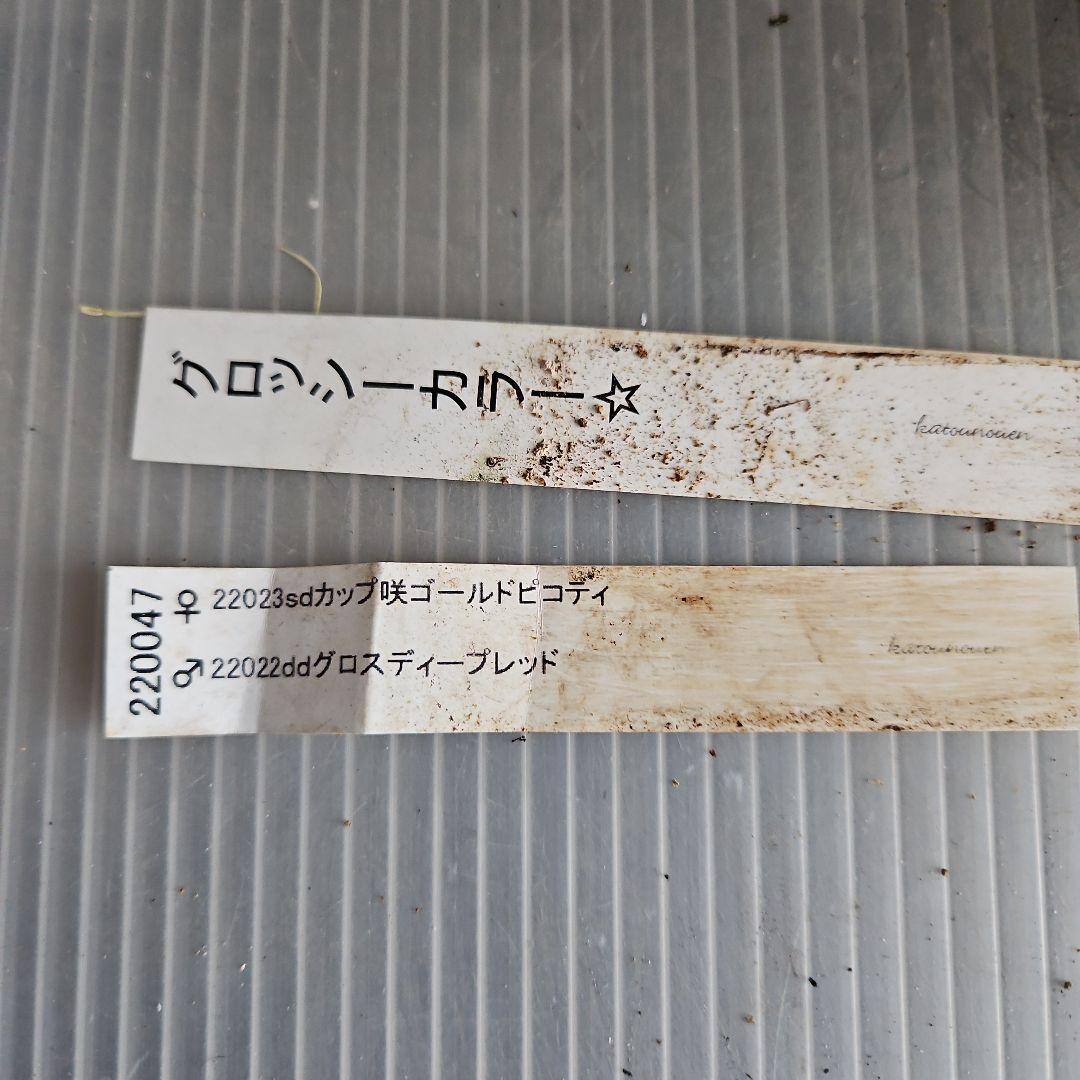 ㉖-444クリスマスローズ