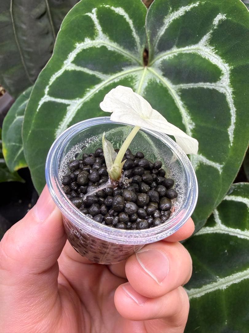 アロカシア　メロアルボバリエガータ　斑入り