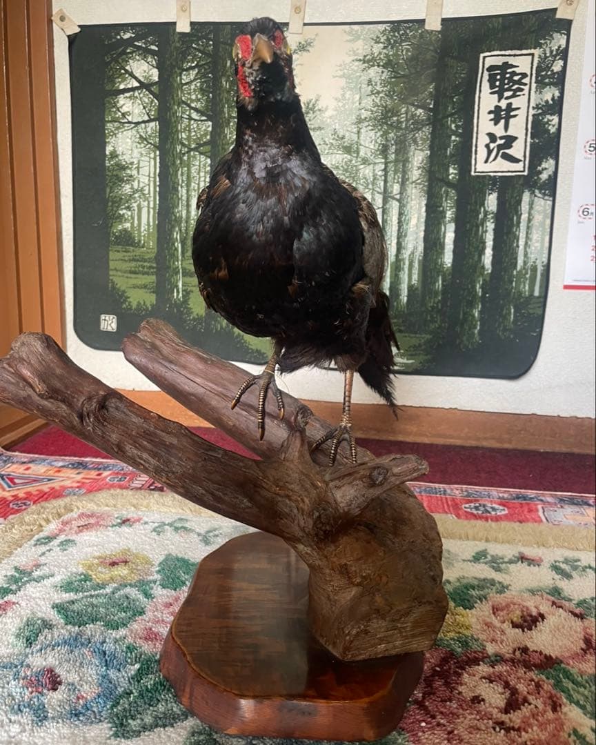 キジ　剥製 オス はくせい アンティーク　飾り　インテリア