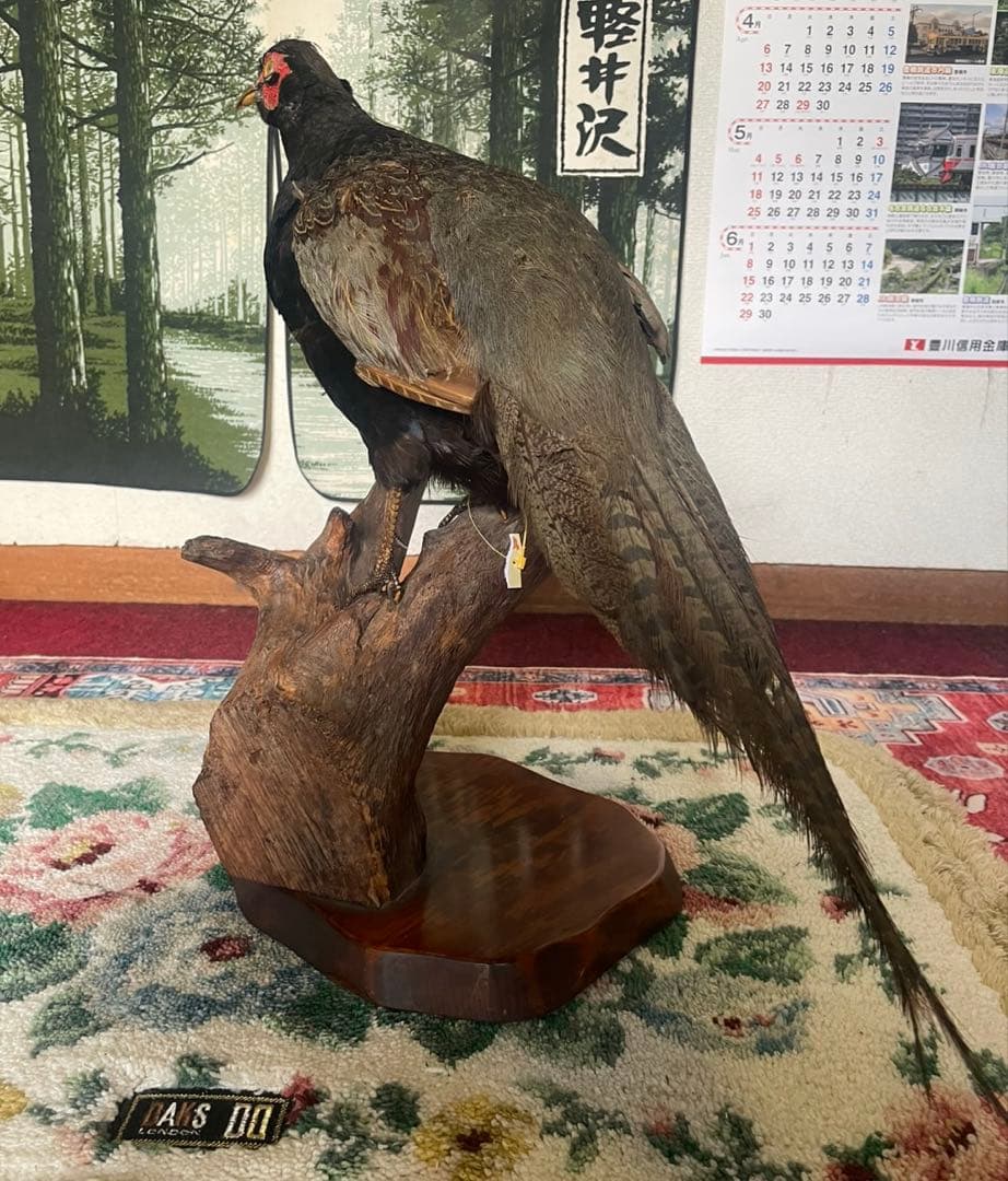 キジ　剥製 オス はくせい アンティーク　飾り　インテリア