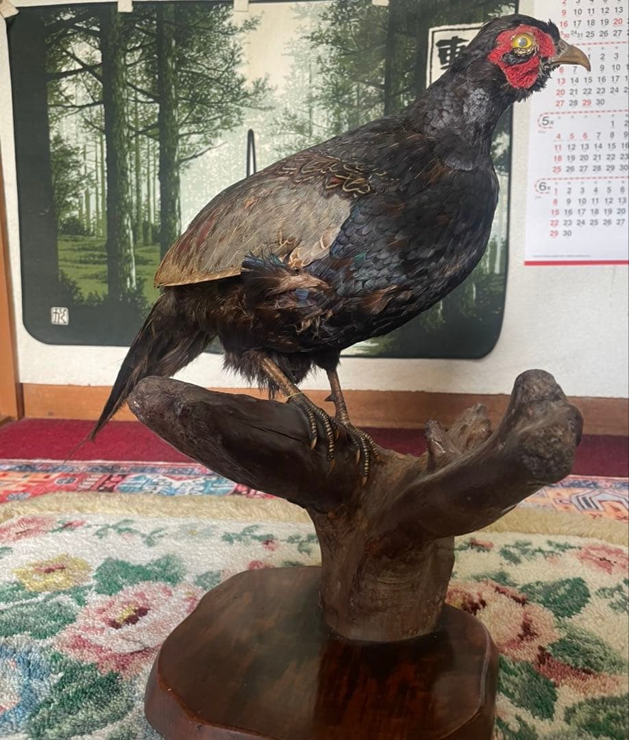 キジ　剥製 オス はくせい アンティーク　飾り　インテリア