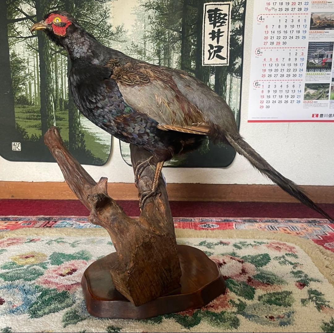 キジ　剥製 オス はくせい アンティーク　飾り　インテリア