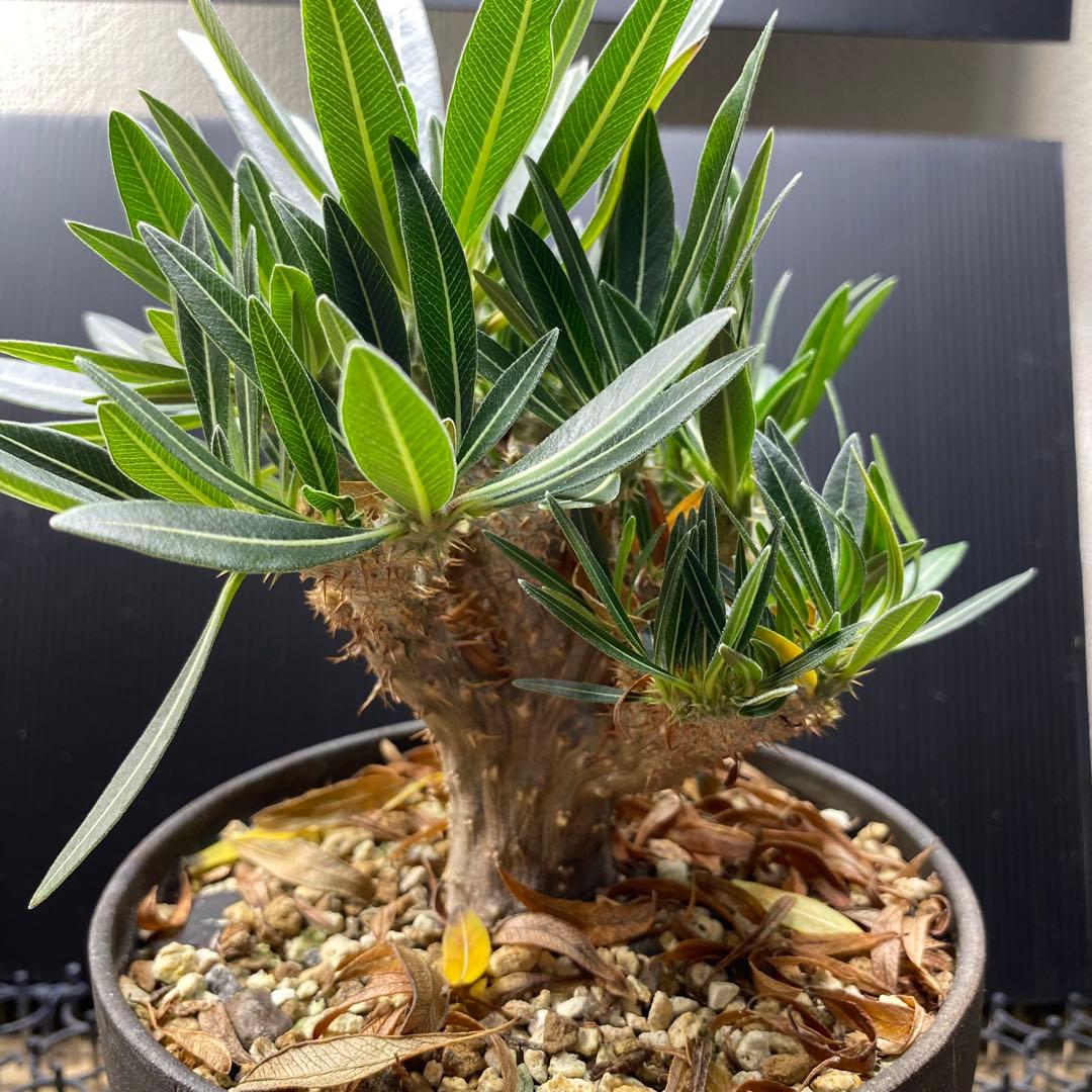 現地球からの挿し木　鬼 綴化　グラキリス　パキポディウム　発根済み　安定株