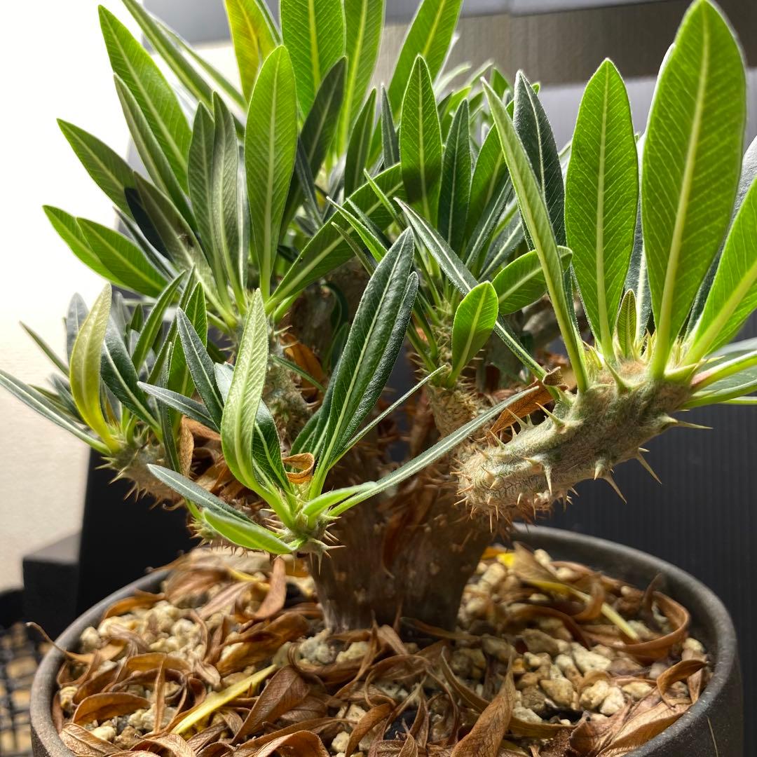 現地球からの挿し木　鬼 綴化　グラキリス　パキポディウム　発根済み　安定株