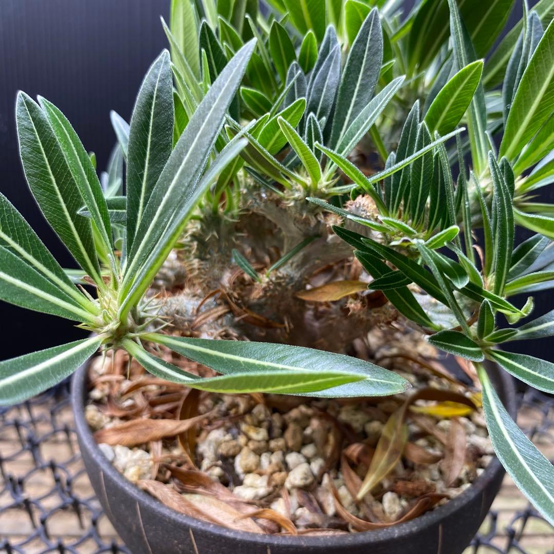 現地球からの挿し木　鬼 綴化　グラキリス　パキポディウム　発根済み　安定株