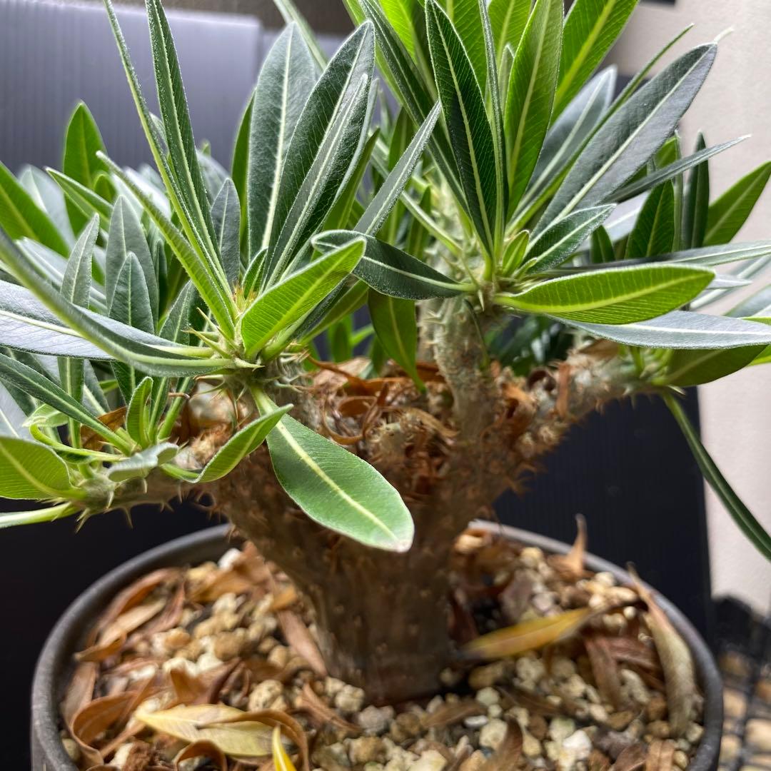 現地球からの挿し木　鬼 綴化　グラキリス　パキポディウム　発根済み　安定株