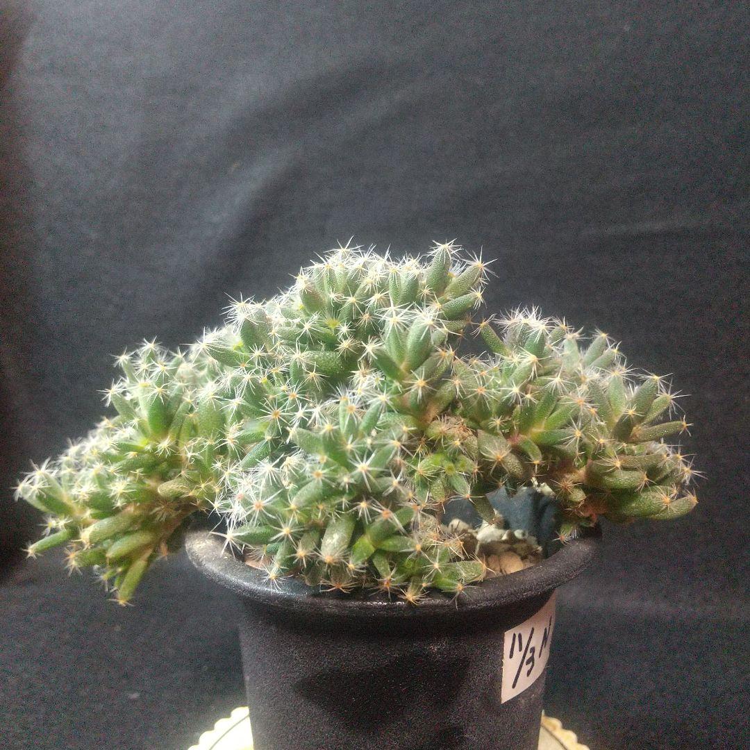 多肉植物 紫晃星(トリコディアデマ・ デンサム） 抜き苗 - メルカリ