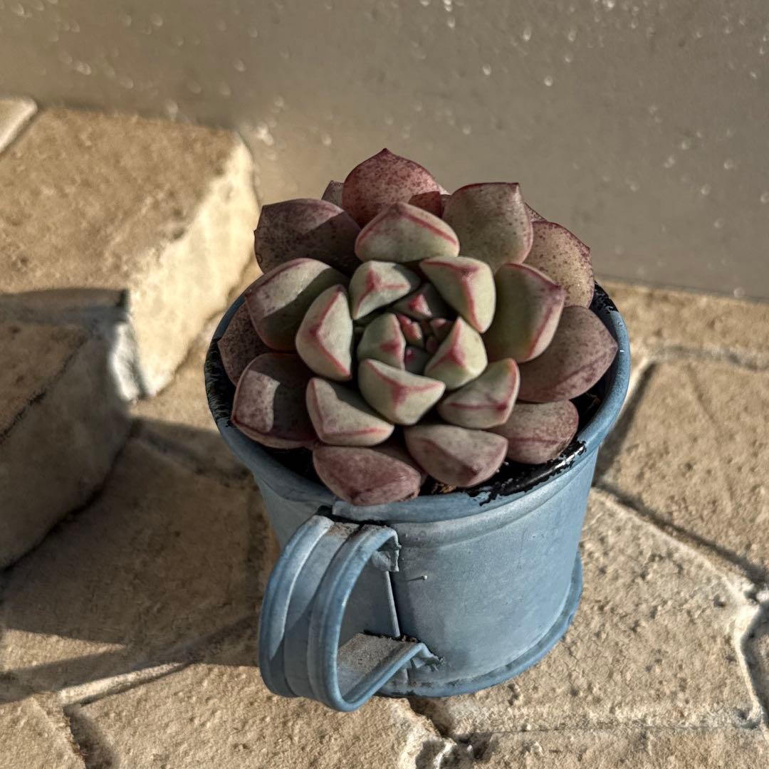 サファイア 多肉植物 韓国苗 抜き苗 - メルカリ