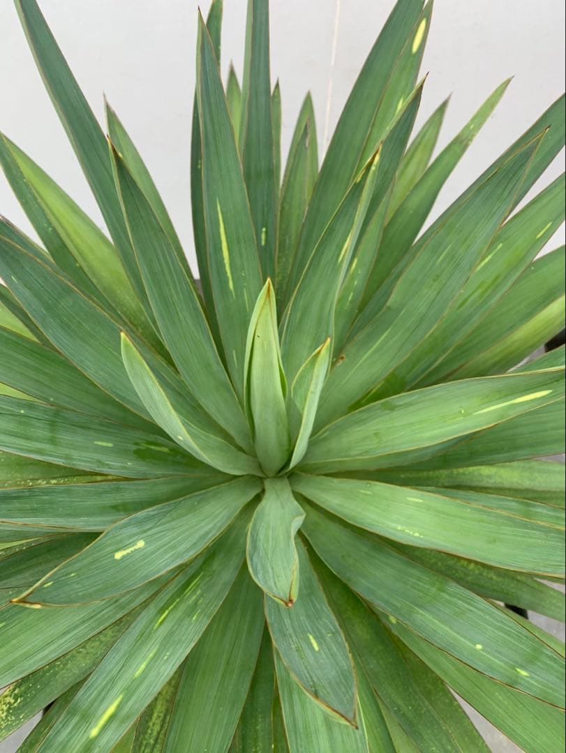 ユッカ　グロリオサ　散り斑　芋付き