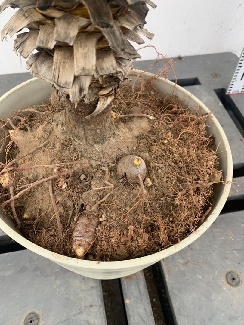 ユッカ　グロリオサ　散り斑　芋付き