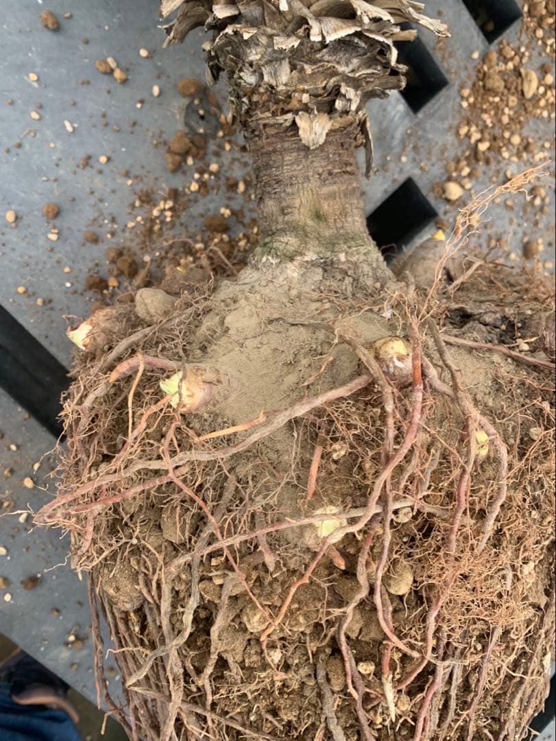 ユッカ　グロリオサ　散り斑　芋付き