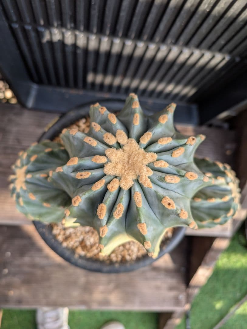 【Omc Labo】極上5 2株セット　フェロカクタス刺無王冠竜　希少 サボテン