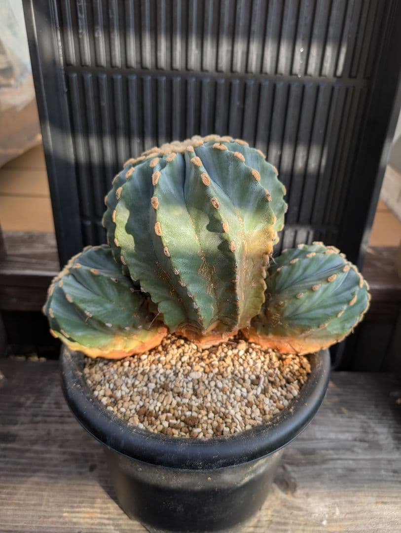 【Omc Labo】極上5 2株セット　フェロカクタス刺無王冠竜　希少 サボテン