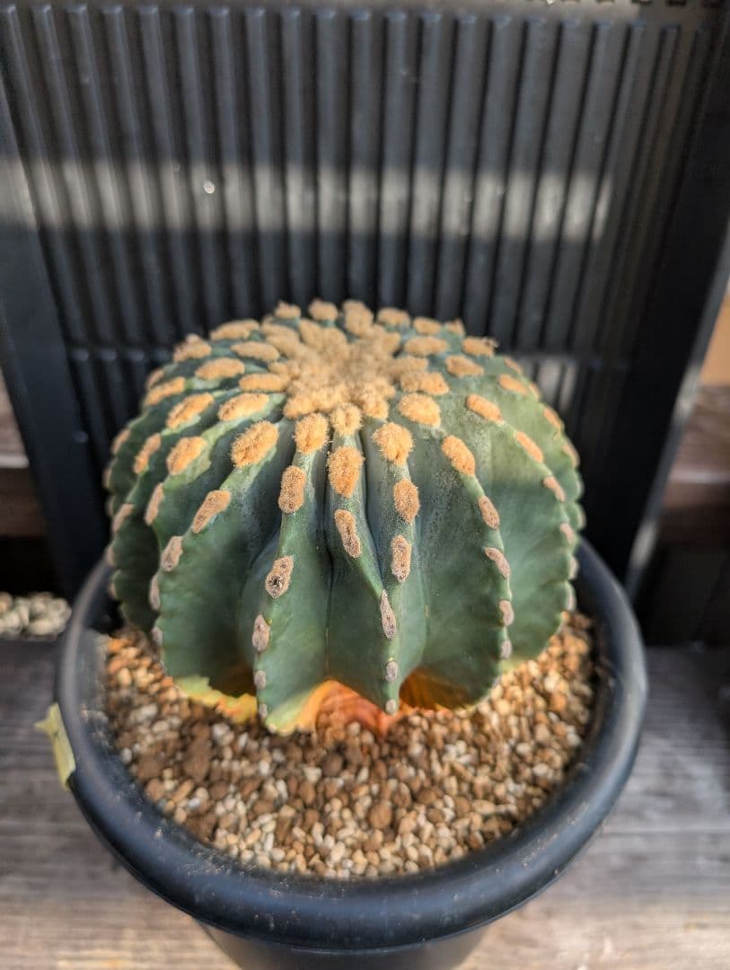 【Omc Labo】極上5 2株セット　フェロカクタス刺無王冠竜　希少 サボテン