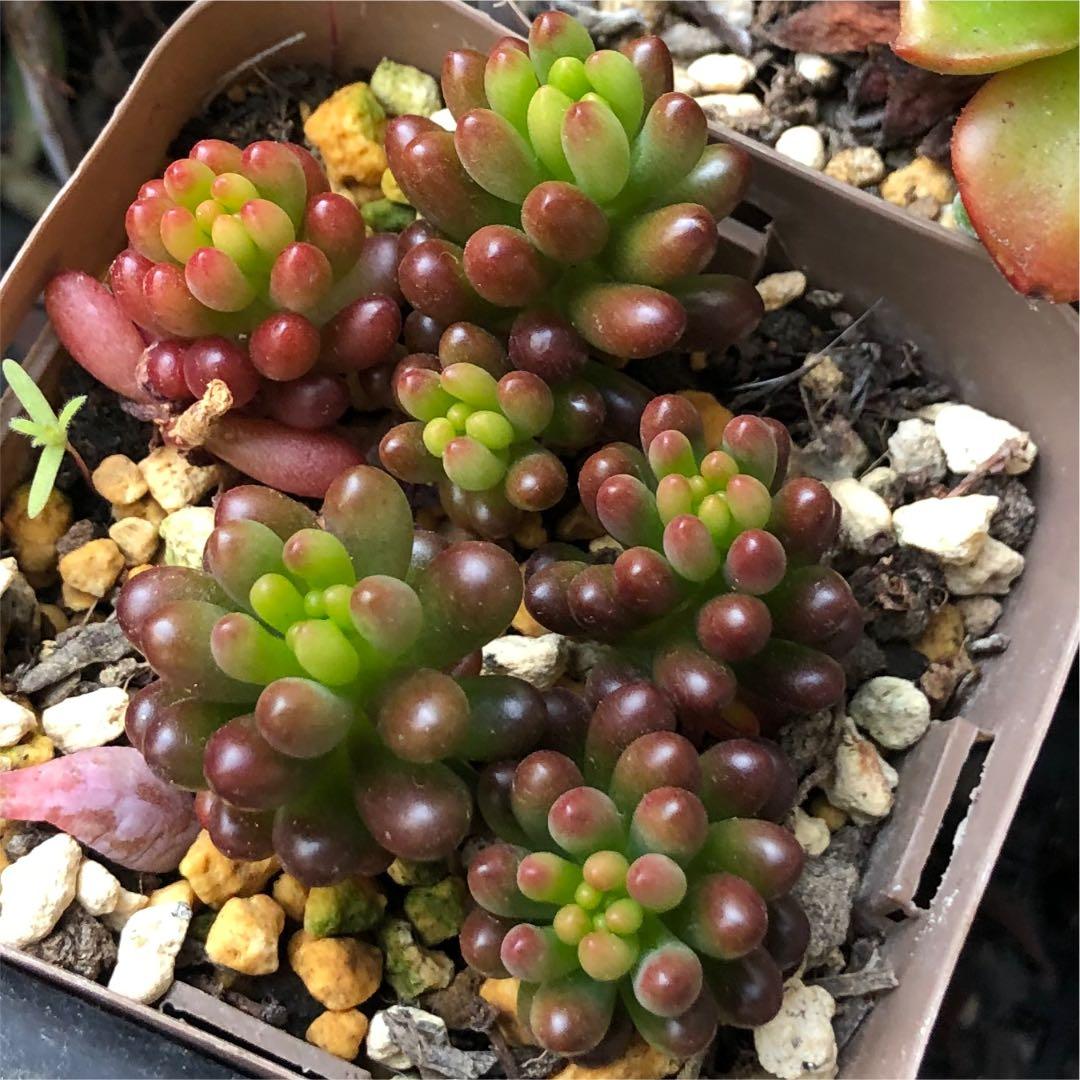 多肉植物^o^  モリモリ❣️レッドベリー