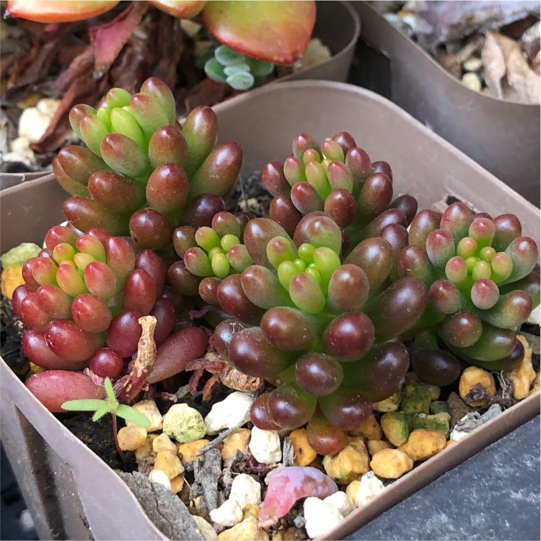 多肉植物^o^  モリモリ❣️レッドベリー