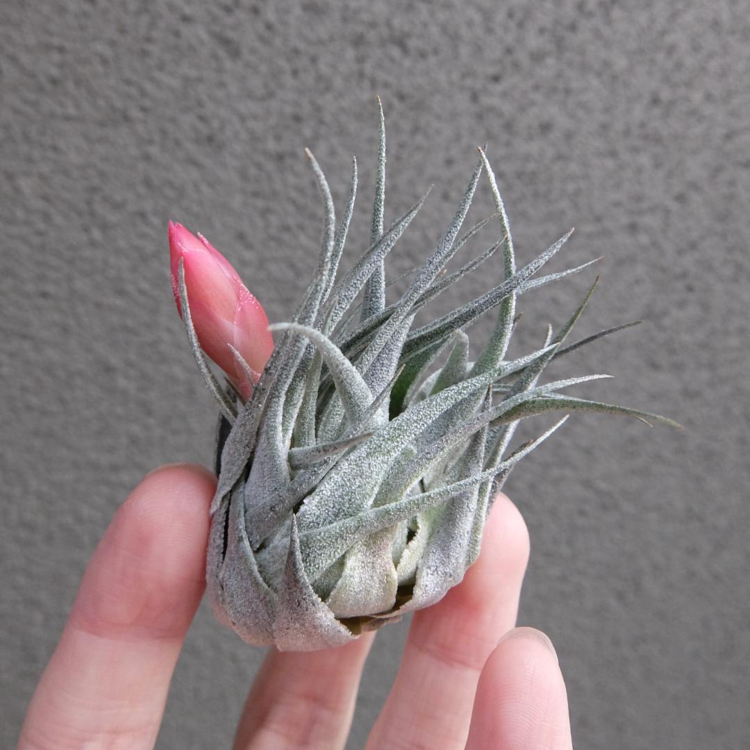 Tillandsia sprengeliana x regnellii　花芽つき