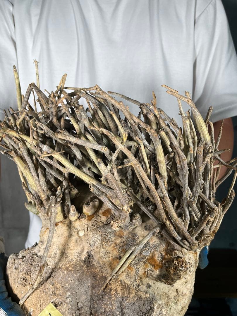 T*M様 25 激レア 超大株 アデニア ペチュエリー 現地球 鮮度抜群